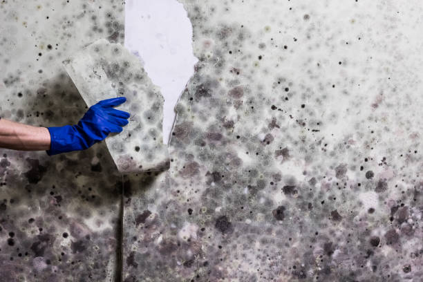 Best Mold Remediation Services  in Kimberly, AL