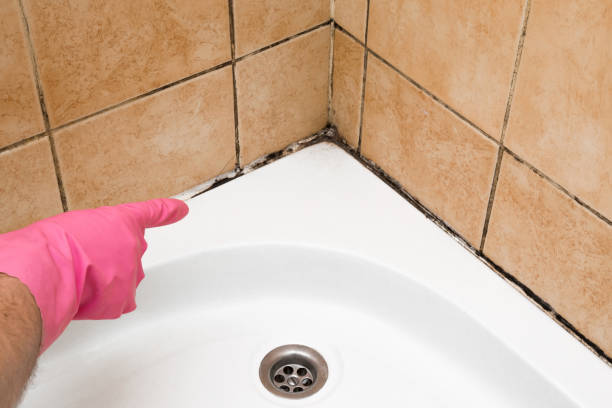 Best Mold Testing  in Kimberly, AL